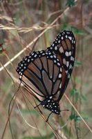 000801_0402_0091_tsls.jpg
