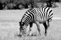 P0306612.jpg
