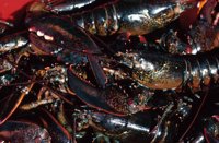 010309_0801_0057_nsls.jpg
