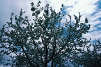 010309_0801_0030_nsls.jpg