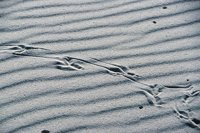 010309_0775_0740_nsls.jpg