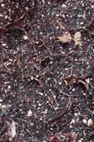 010309_0775_0477_nsls.jpg