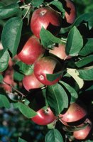 010309_0775_0086_nsls.jpg