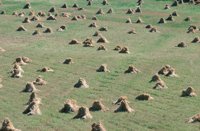 010309_0775_0024_nsls.jpg