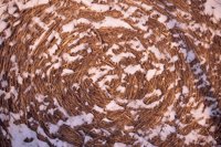 001207_0586_0048_nsls.jpg