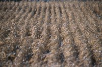 001207_0586_0007_nsls.jpg