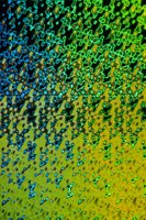 001109_0549_0417_nsls.jpg