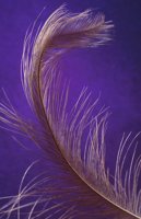 000905_0484_0020_nsls.jpg