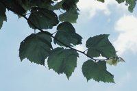 010704_0832_0608_nsls.jpg