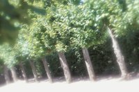010704_0832_0602_nsls.jpg