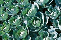 010704_0832_0561_nsls.jpg