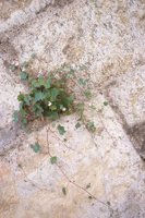010704_0832_0346_nsls.jpg