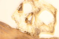 010514_0756_0005_lsls.jpg