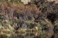 010309_0775_0997_nsls.jpg