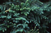 010309_0775_0996_nsls.jpg
