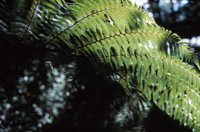 010309_0775_0988_nsls.jpg