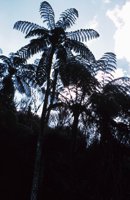 010309_0775_0964_nsls.jpg