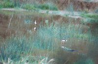 010309_0775_0927_nsls.jpg