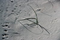 010309_0775_0845_nsls.jpg