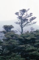 010309_0775_0689_nsls.jpg