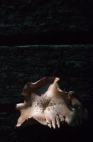 010309_0775_0556_nsls.jpg