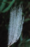 010309_0775_0517_nsls.jpg