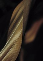 010309_0775_0444_nsls.jpg