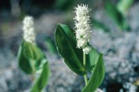 010309_0775_0356_nsls.jpg