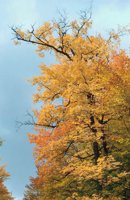 010309_0775_0174_nsls.jpg