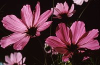 010309_0775_0143_nsls.jpg