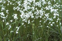 010309_0775_0117_nsls.jpg