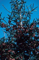 010309_0775_0100_nsls.jpg