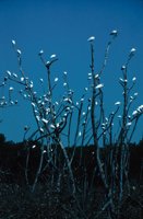 010309_0775_0017_nsls.jpg