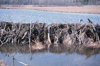 010224_0669_0011_nsls.jpg