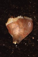 010109_0617_0117_nsls.jpg