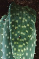 010109_0617_0037_nsls.jpg
