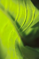 010109_0617_0012_nsls.jpg