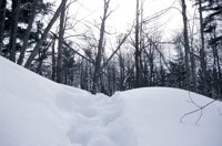 010103_0609_0007_nsls.jpg