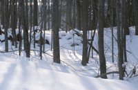 010103_0608_0030_nsls.jpg