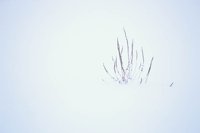 010103_0608_0019_nsls.jpg