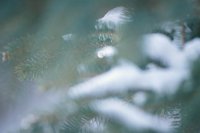 010103_0608_0013_nsls.jpg