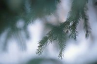 010103_0608_0009_nsls.jpg