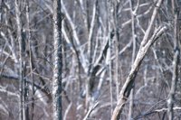 001207_0586_0067_nsls.jpg