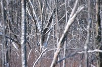 001207_0586_0060_nsls.jpg