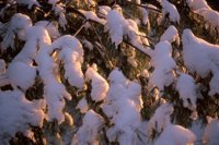 001207_0586_0041_nsls.jpg