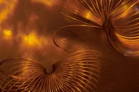 001205_0581_0011_nsls.jpg