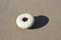 001109_0549_0081_nsls.jpg
