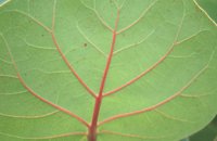 001102_0539_0034_nsls.jpg