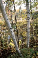 001003_0514_0038_nsls.jpg