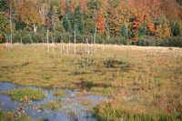 001003_0514_0033_nsls.jpg